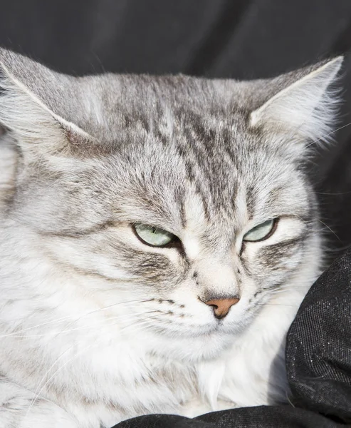 Female silver cat of siberian breed, black background — Stock Photo, Image