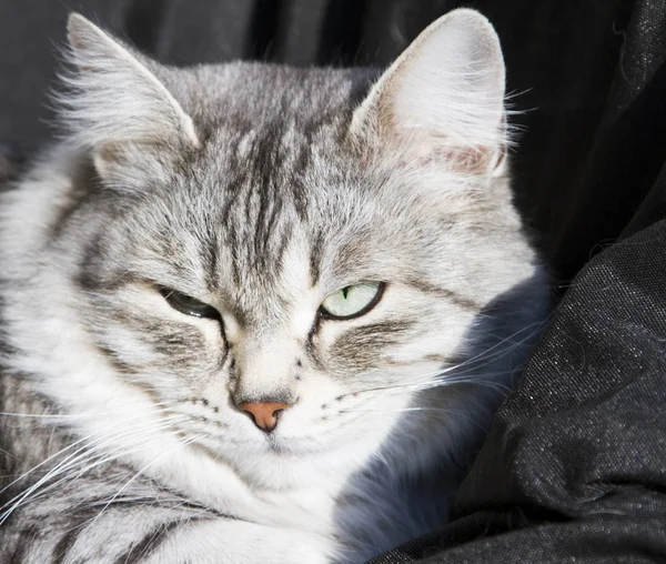 Серебристая кошка сибирской породы, черный фон — стоковое фото
