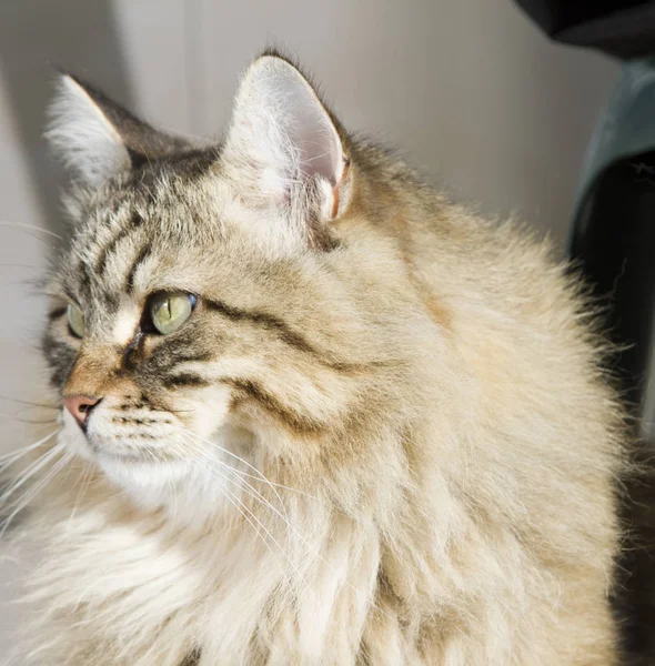Marrone tabby gatto all'aperto, razza siberiana — Foto Stock