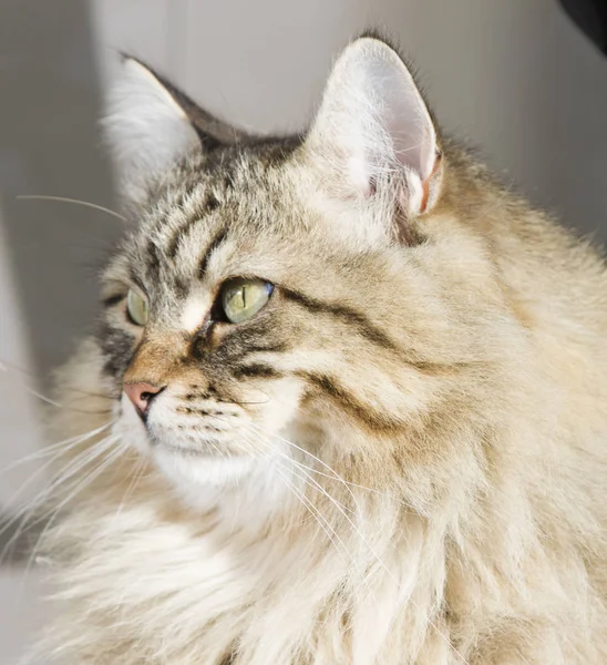 Na zewnątrz, brązowy pręgowany kot rasy syberyjski — Zdjęcie stockowe