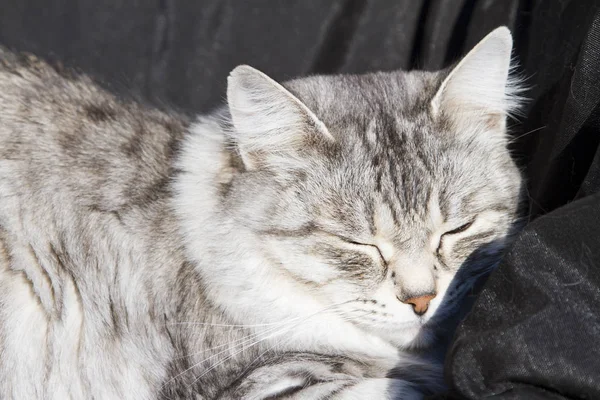 Zilveren poes van Siberische ras, zwarte achtergrond — Stockfoto