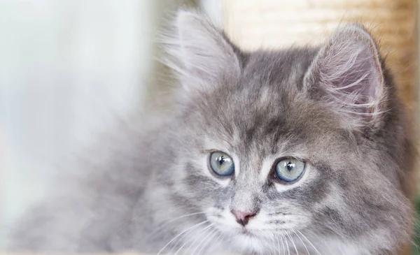 Sibirya doğurmak tırmalamak posta, mavi ver tarihinde ihale yavru kedi