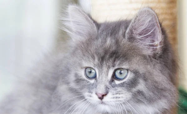 Ніжний кошеня сибірської породи на стовпі подряпин, синя вершина — стокове фото