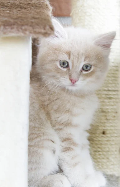 Gatito crema de raza siberiana en el poste de arañazos, adorable — Foto de Stock