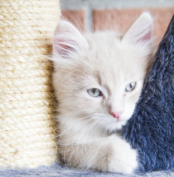 Sibirya doğurmak tırmalamak posta, çok güzel üzerinde krem kedi yavrusu 