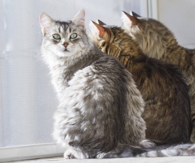vasıl belgili tanımlık pencere, Sibirya cins kediler