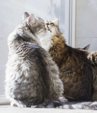 vasıl belgili tanımlık pencere, Sibirya cins kediler