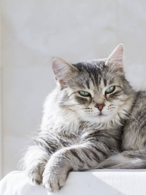 Bahçe, Sibirya doğurmak içinde güzel gümüş kedi