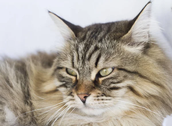 Bahçe, Sibirya doğurmak kahverengi uzun saçlı kedi