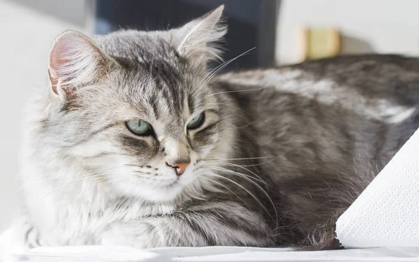 Hermoso gato de plata en el jardín, raza siberiana —  Fotos de Stock