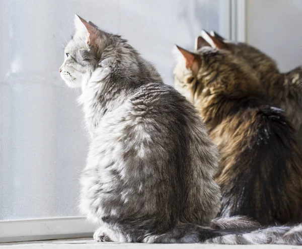 Koty na oknie, rasy syberyjski — Zdjęcie stockowe