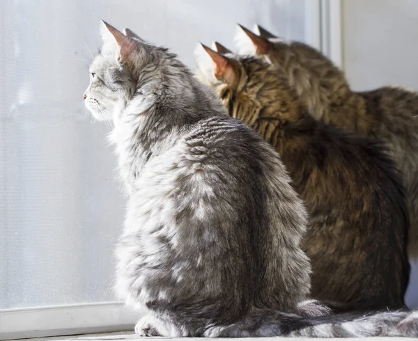 Koty na oknie, rasy syberyjski — Zdjęcie stockowe