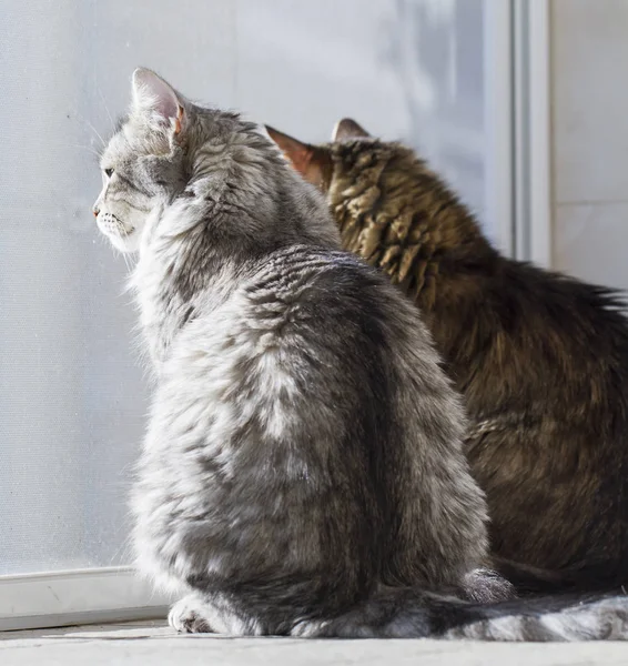 Gatti alla finestra, razza siberiana — Foto Stock