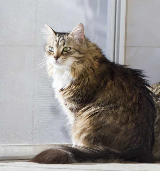 Gatinho fêmea na janela, gato siberiano marrom — Fotografia de Stock