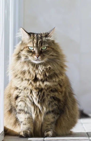 Gatita hembra en la ventana, gato siberiano marrón —  Fotos de Stock