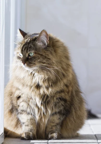 Kotěcí na okno, hnědé sibiřská kočka — Stock fotografie