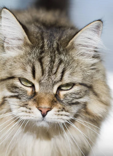 Brown long haired cat in the garden, siberian breed — Stock Photo, Image