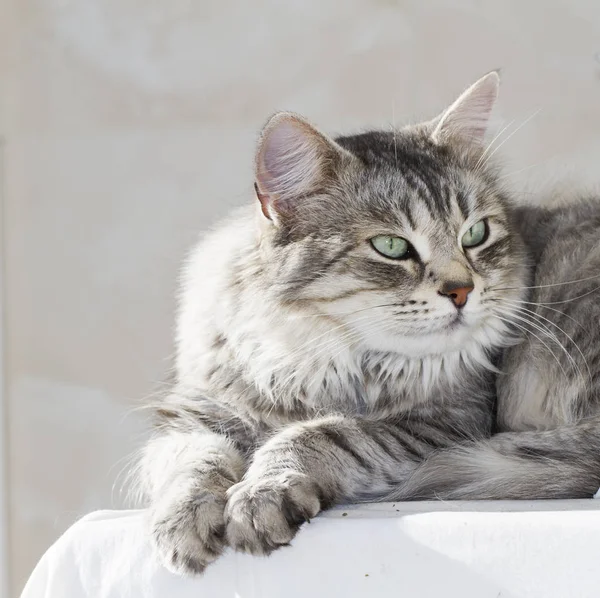 Bahçe, Sibirya doğurmak içinde güzel gümüş kedi — Stok fotoğraf