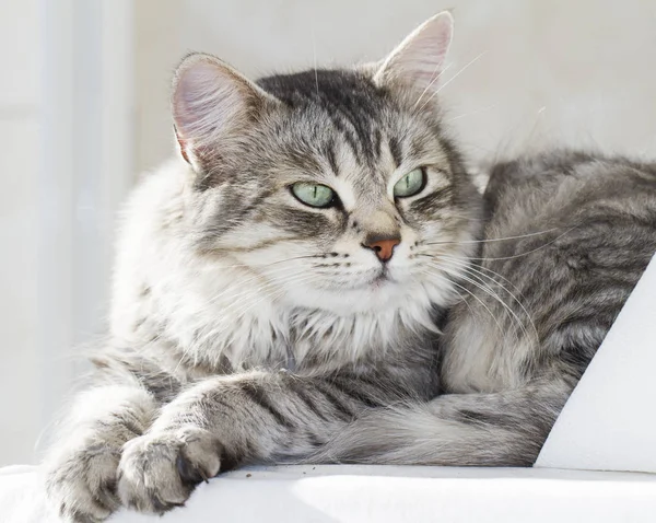 Piękny srebrny kot w ogrodzie, rasy syberyjski — Zdjęcie stockowe