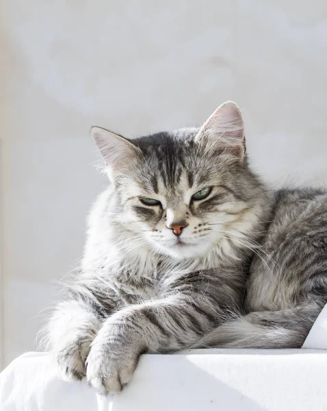 Hermoso gato de plata en el jardín, raza siberiana —  Fotos de Stock
