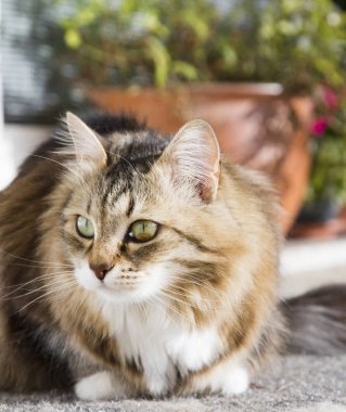 Sibirya cins bahçede kahverengi tekir kedi