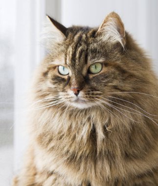 uzun saçlı kedi Bahçe, kahverengi uskumru Sibirya doğurmak