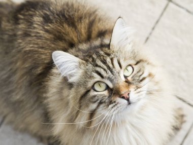 Sibirya doğurmak ararken kahverengi kedi