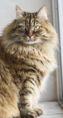 uzun saçlı kedi Bahçe, kahverengi uskumru Sibirya doğurmak