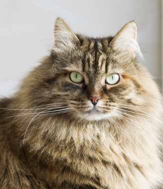 uzun saçlı kedi Bahçe, kahverengi uskumru Sibirya doğurmak