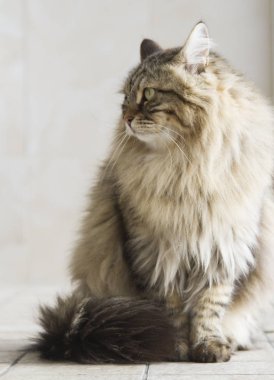 kedi Sibirya doğurmak, kahverengi sürüm