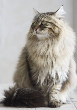 kedi Sibirya doğurmak, kahverengi sürüm