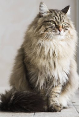 kedi Sibirya doğurmak, kahverengi sürüm