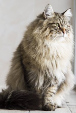 kedi Sibirya doğurmak, kahverengi sürüm