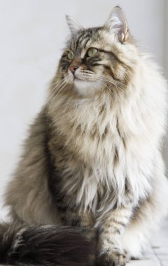 kedi Sibirya doğurmak, kahverengi sürüm