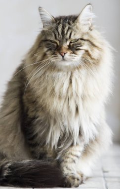 kedi Sibirya doğurmak, kahverengi sürüm