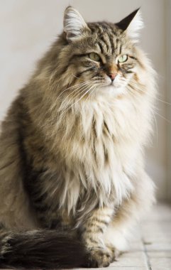 kedi Sibirya doğurmak, kahverengi sürüm