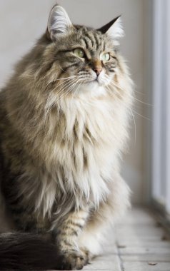 kedi Sibirya doğurmak, kahverengi sürüm