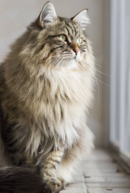 kedi Sibirya doğurmak, kahverengi sürüm