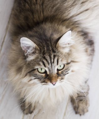 Sibirya doğurmak evde kahverengi tekir kedi