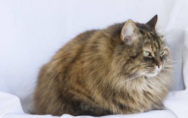 Bahçe, uzun saçlı Sibirya de kürklü kahverengi uskumru kedi 