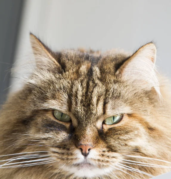 Gato de pelo largo de raza siberiana en el jardín, caballa marrón v — Foto de Stock