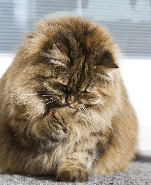 Langhaarige Katze sibirischer Rasse im Garten, braune Makrele — Stockfoto