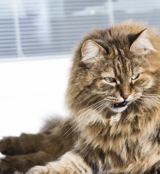 Long haired cat of siberian breed in the garden,brown mackerel v — Stock Photo, Image