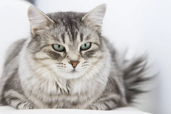Srebrny kot w domu, rasy syberyjski — Zdjęcie stockowe