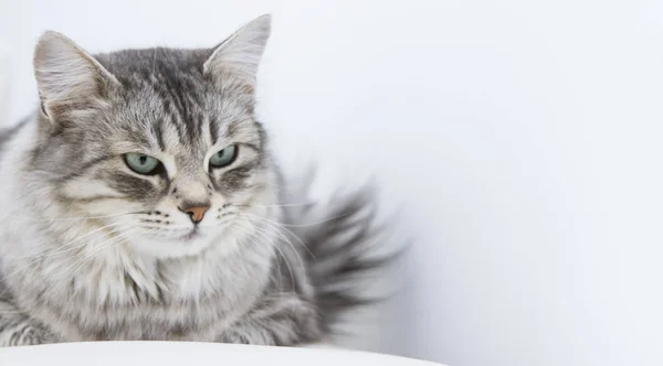 Srebrny kot w domu, rasy syberyjski — Zdjęcie stockowe