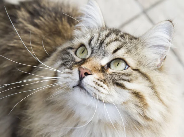 Gato macho de cabelos longos de raça siberiana — Fotografia de Stock