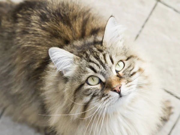 Brązowy kot rasy syberyjskiej, patrząc w górę — Zdjęcie stockowe