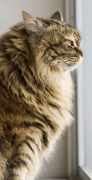 Długowłosy kot rasy syberyjskiej w makreli ogrodowe, brązowy — Zdjęcie stockowe