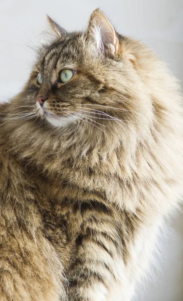 Gato de cabelos longos da raça siberiana no jardim, cavala marrom — Fotografia de Stock