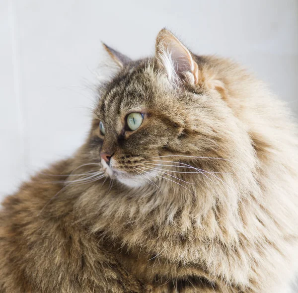 Długowłosy kot rasy syberyjskiej w makreli ogrodowe, brązowy — Zdjęcie stockowe